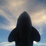 东升子☀️'s profile picture