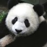 mochi profil fotoğrafı