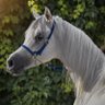 فهد profil fotoğrafı