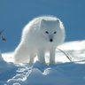 Edler Wolf profil fotoğrafı
