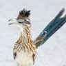 Profilbild von road runner