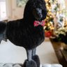 TheBTCPoodle 的头像