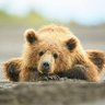 Фото профиля 🐻 oso GDL bisexual
