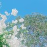緑青 的头像