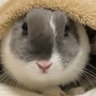 桜Library's profile picture