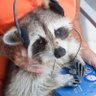 Profilbild von Dull Raccoon Men’s Club