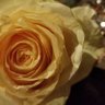 Nelda Rose's profile picture