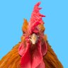 コッコ🐓名古屋コーチン♂ profil fotoğrafı