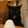 Profilbild von hellcat