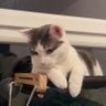 Profilbild von TOMO