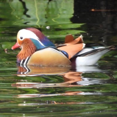 PeckersBirder's profile picture