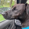 Archie the terrier's profile picture