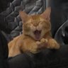 felineenthusiast's profile picture