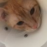 Latorre 的头像
