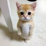 Profilbild von el gato (the standing cat)