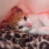 catferlo profil fotoğrafı