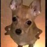 ceysup🐺 profil fotoğrafı
