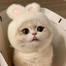 💙Bresh🖤 profil fotoğrafı
