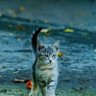Фото профиля Saurabh Dubey