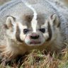 BuckyBgr profil fotoğrafı