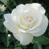 Фото профиля عباس الموسًوي