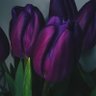 Ham…💜's profile picture