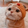 🧸's profile picture