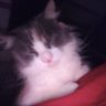 Unapologetic Cat's profile picture