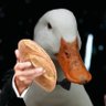 The Royal Feathered 🦆's profile picture