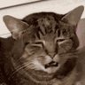 Profilbild von Alpenflage Respecter