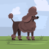 LavishPoodle's profile picture