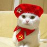 Gato Comunista's profile picture
