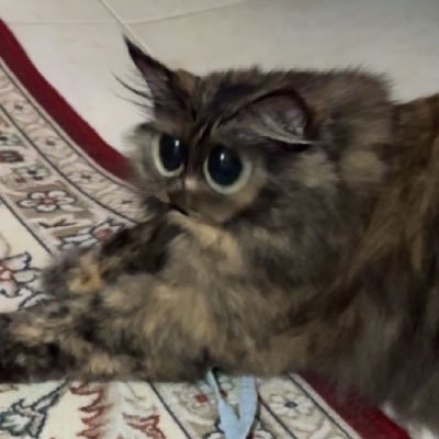 nabs no 1 labubu hater ♡(˶‾᷄ ⁻̫ ‾᷅˵)♡'s profile picture
