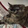 nabs no 1 labubu hater ♡(˶‾᷄ ⁻̫ ‾᷅˵)♡'s profile picture