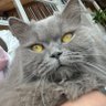 Profilbild von BukanKucing