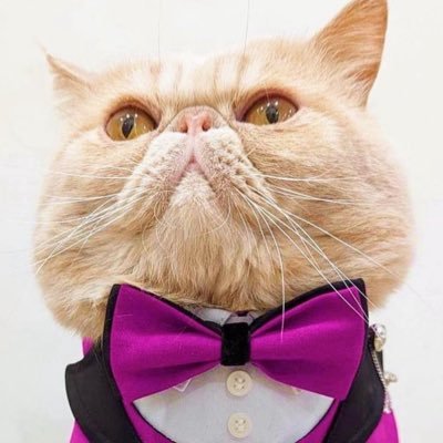 steve_is_my_cat's profile picture