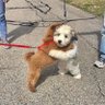 ふにふに 的头像