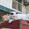 Picachiu profil fotoğrafı