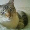 Profilbild von Kashan