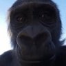 Pebus's profile picture