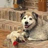 Profilbild von Oswalt Sylvester (Alpha Male)