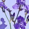Фото профиля lavender