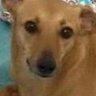 Profilbild von Caramelo