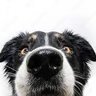 Felt profil fotoğrafı
