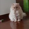 omg profil fotoğrafı
