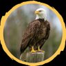 Ali khan's profile picture