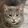 TricolorTrailblazer's profile picture