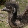 Filthy Emu's profile picture