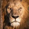 Roberto Azzurra's profile picture