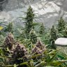 Profilbild von thecannalife420